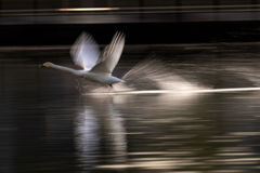 白鳥2025シーズン１１