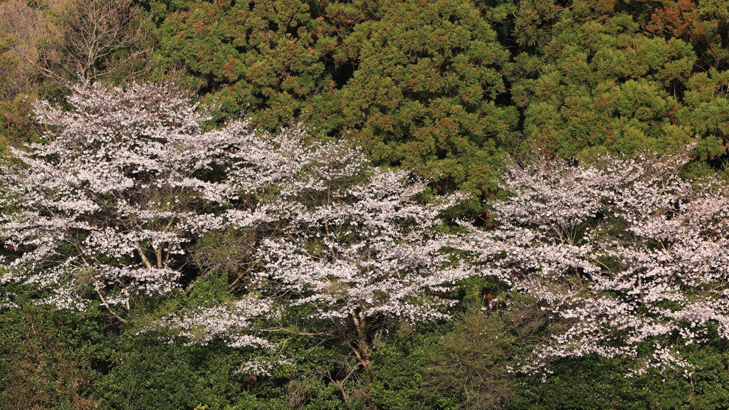 名も無い桜　四