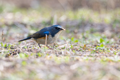 青い鳥