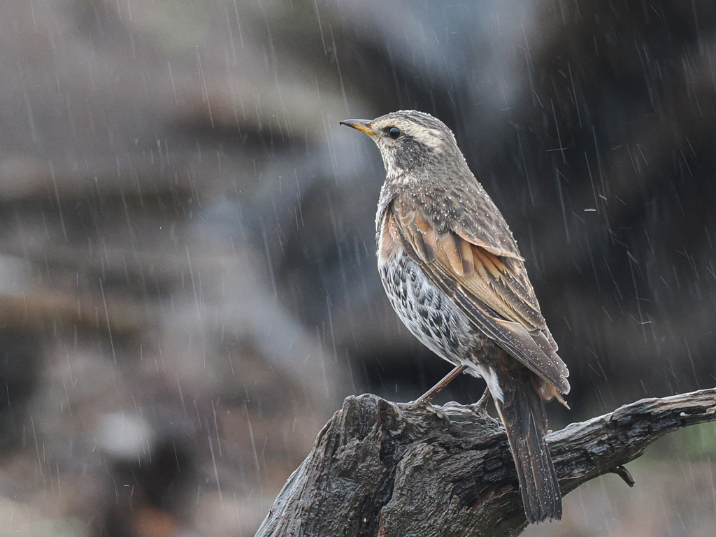 雨とツグミ