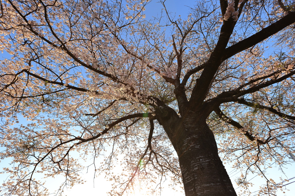 名も無い桜　弍