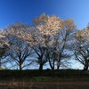名も無い桜