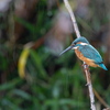青い鳥