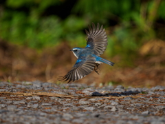 青い鳥