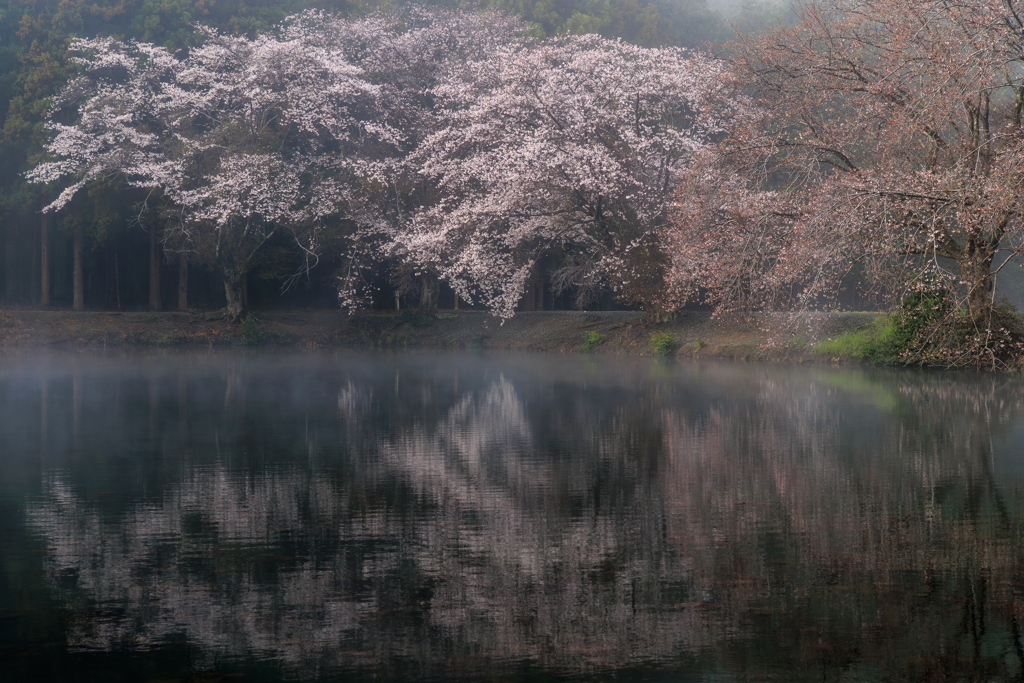 白鳥が去り静かに咲く桜