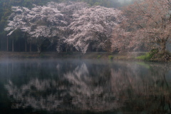 白鳥が去り静かに咲く桜