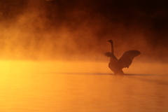 白鳥2025シーズン１８