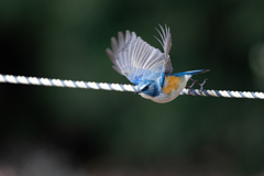 青い鳥
