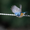 青い鳥