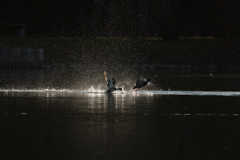 白鳥2025シーズン　番外編