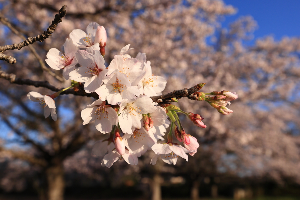 名も無い桜　参