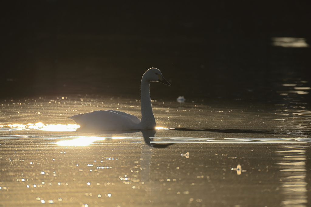 白鳥2025シーズン３１