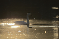 白鳥2025シーズン３１