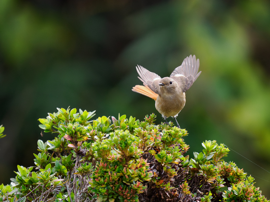 ジョウビタキちゃん