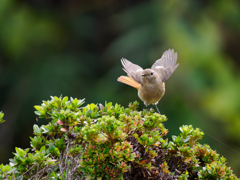 ジョウビタキちゃん