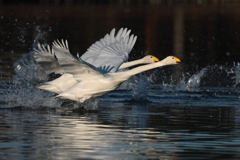 白鳥2025シーズン５１