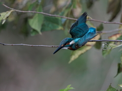 青い鳥34