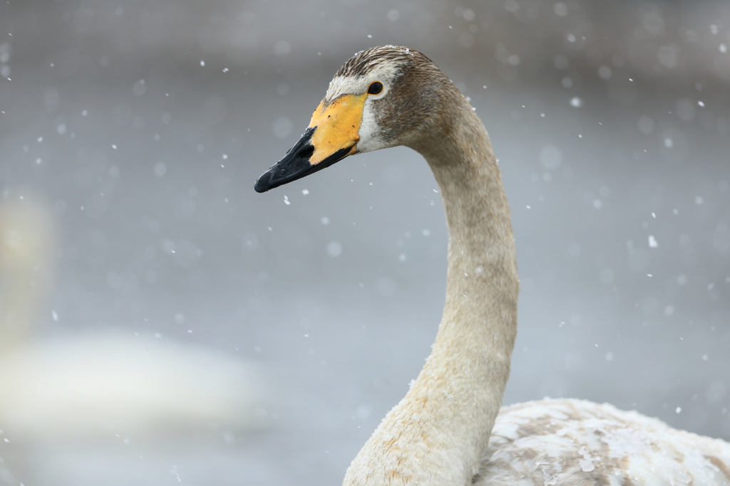雪中にて