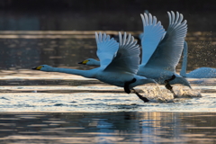 白鳥2025シーズン２６