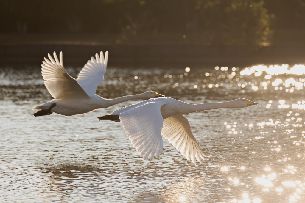 白鳥2025シーズン３５