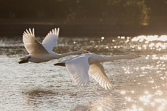 白鳥2025シーズン３５