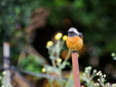 ジョウビタキくん