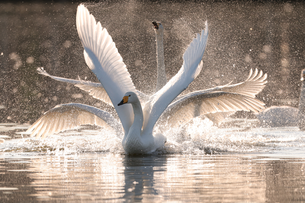 君たちはなぜよくケンカするのかな？でも僕らにとってはシャッターチャンス‼︎