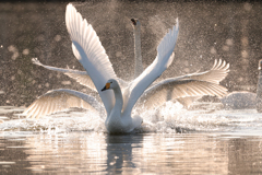 君たちはなぜよくケンカするのかな？でも僕らにとってはシャッターチャンス‼︎