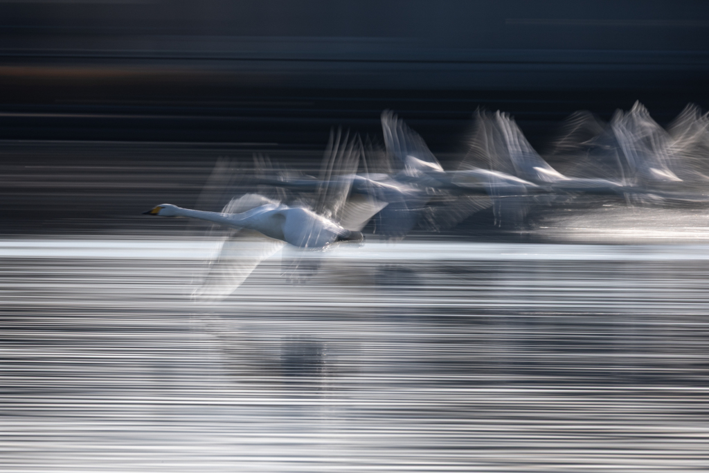 白鳥2025シーズン５６