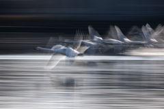 白鳥2025シーズン５６