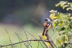 ジョウビタキくんと雨