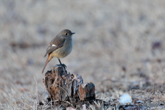 白鳥撮影中に現れたジョウビタキちゃん