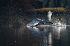 白鳥2025シーズン１９