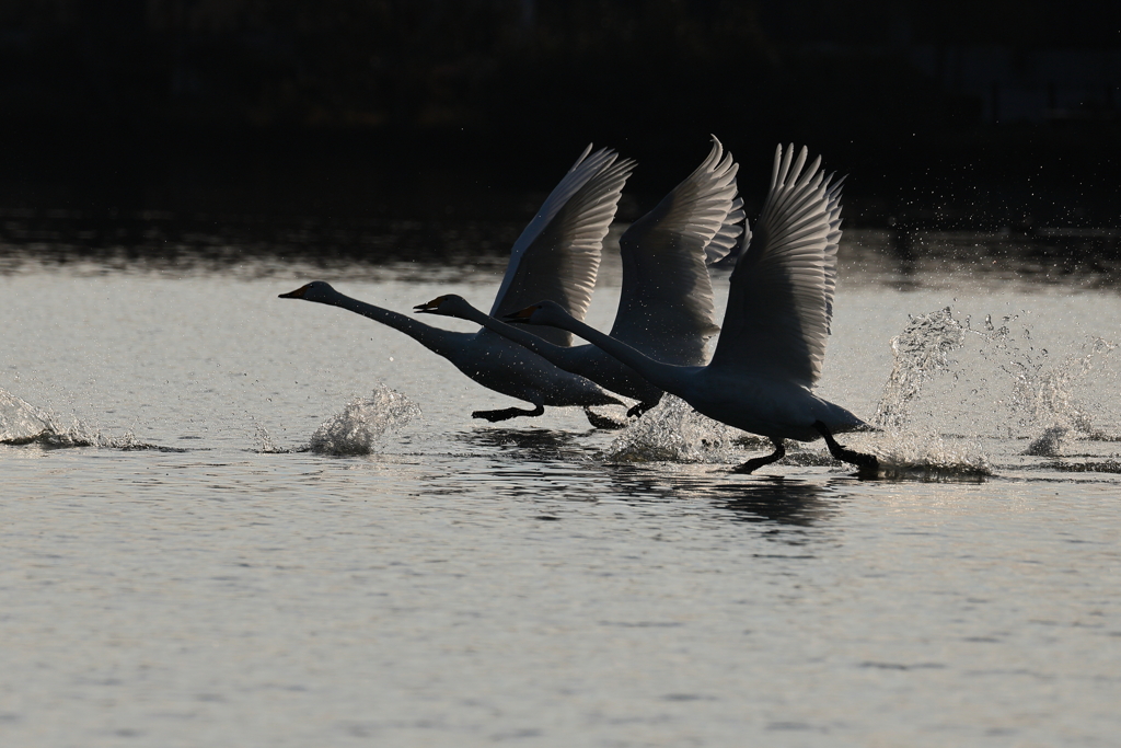 白鳥2025シーズン２５