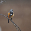 雨のなか背中で何かを語るジョウビタキくん