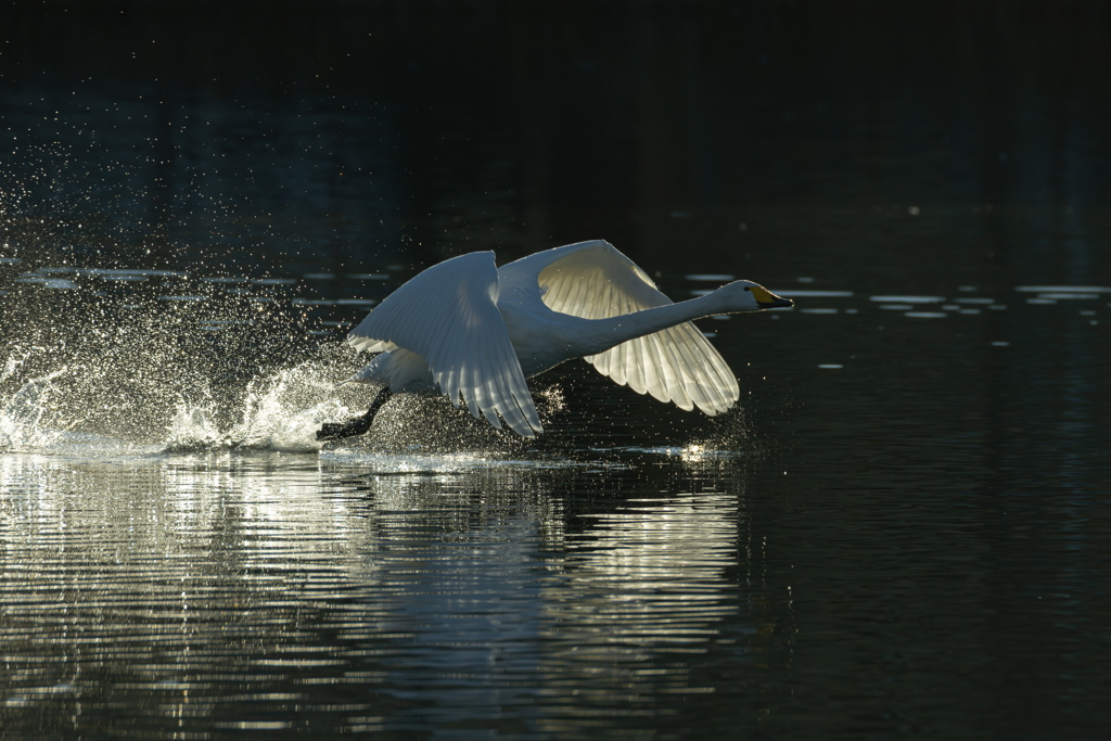 白鳥2025シーズン５７
