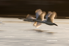 白鳥2025シーズン５２