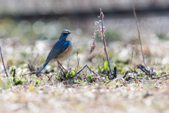 青い鳥