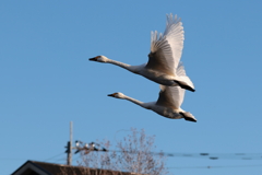 白鳥2026  あけましておめでとうございます