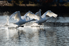 白鳥2025シーズン６３