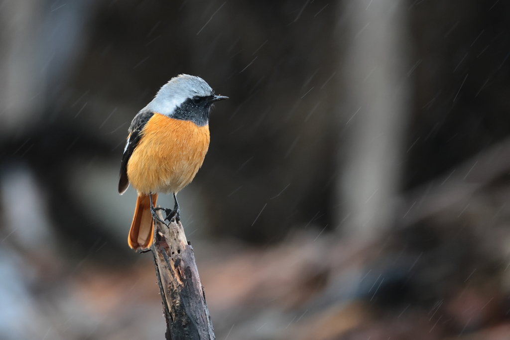 ジョウビタキくん９　甘雨