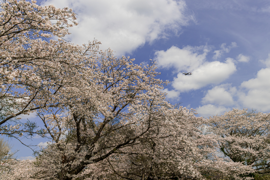 名も無い桜　九