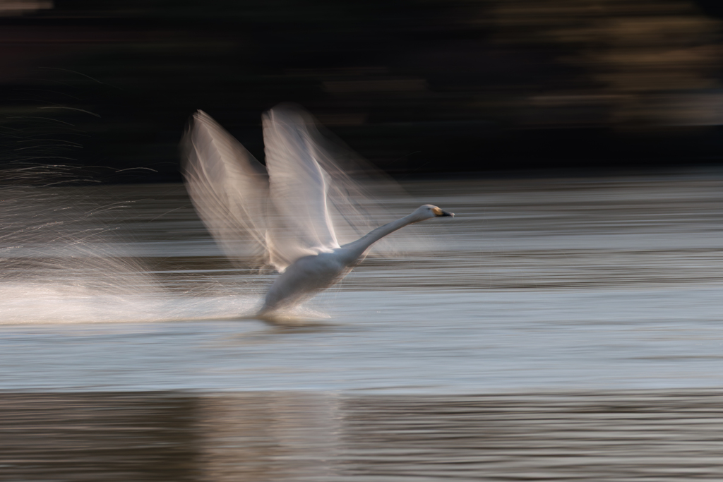 白鳥2026 　２３