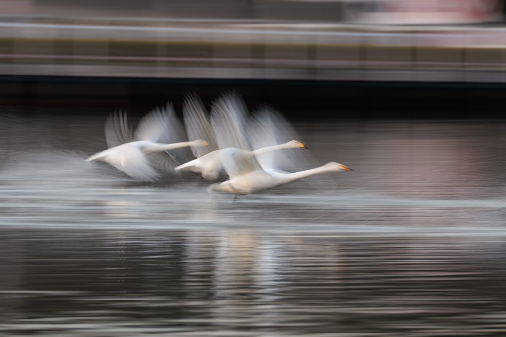 白鳥2025シーズン４８