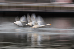 白鳥2025シーズン４８