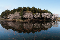 サクラ