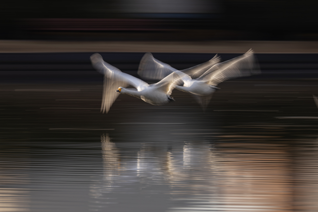 白鳥2025シーズン５０