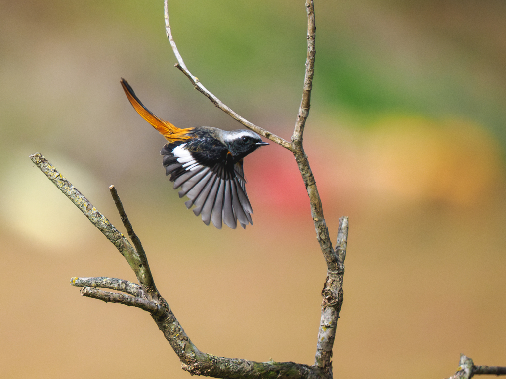 ジョウビタキくん