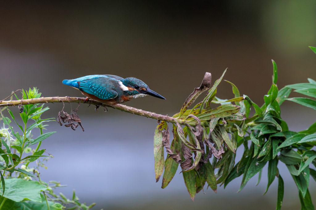 青い鳥57