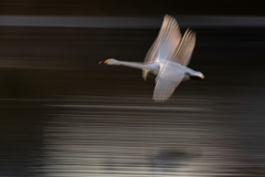 白鳥2025シーズン６１